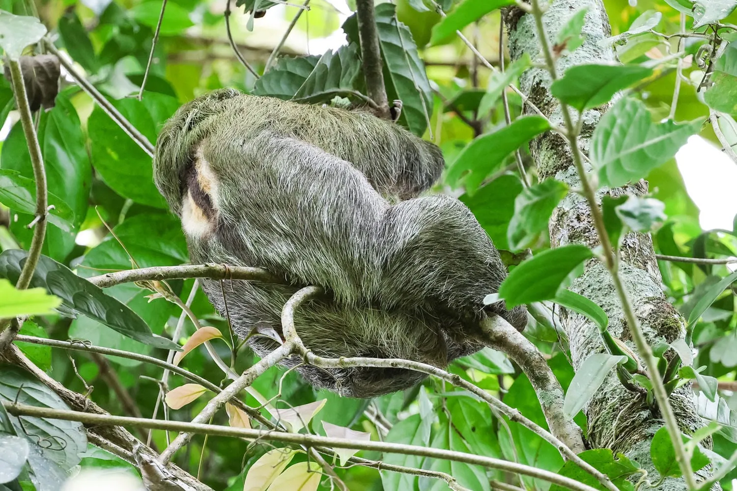 Sloth in La Fortuna