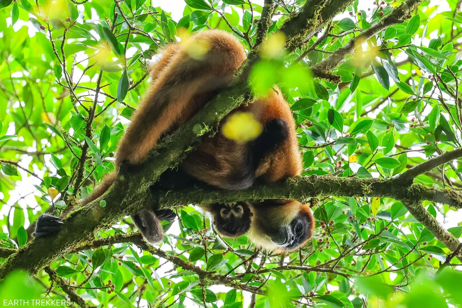 Spider Monkeys at Mistico