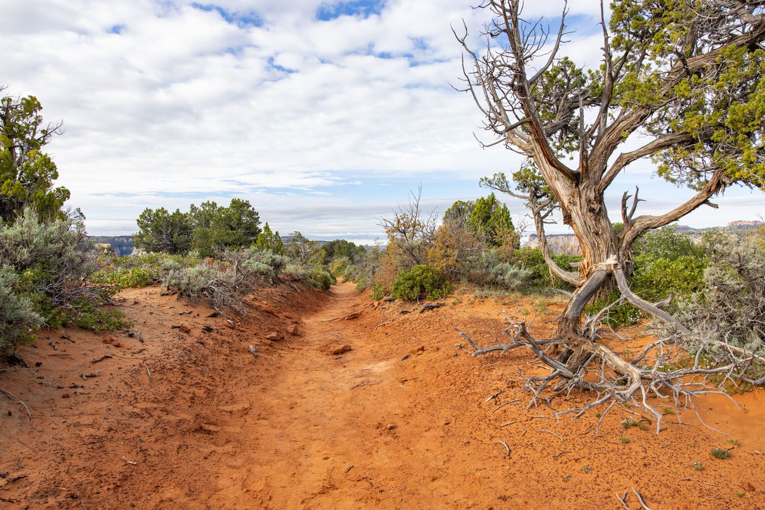 Trail to Observation Point