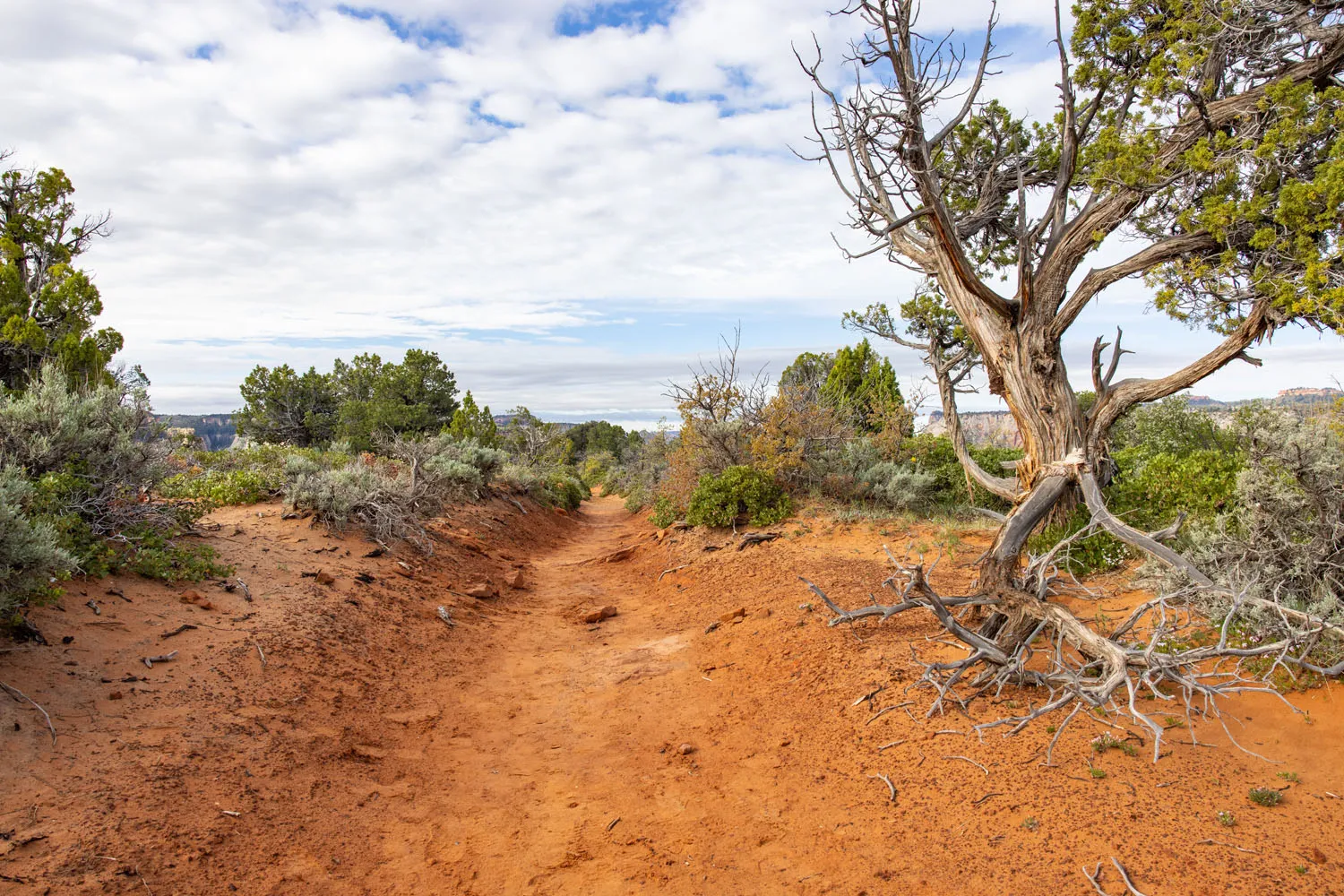 Trail to Observation Point