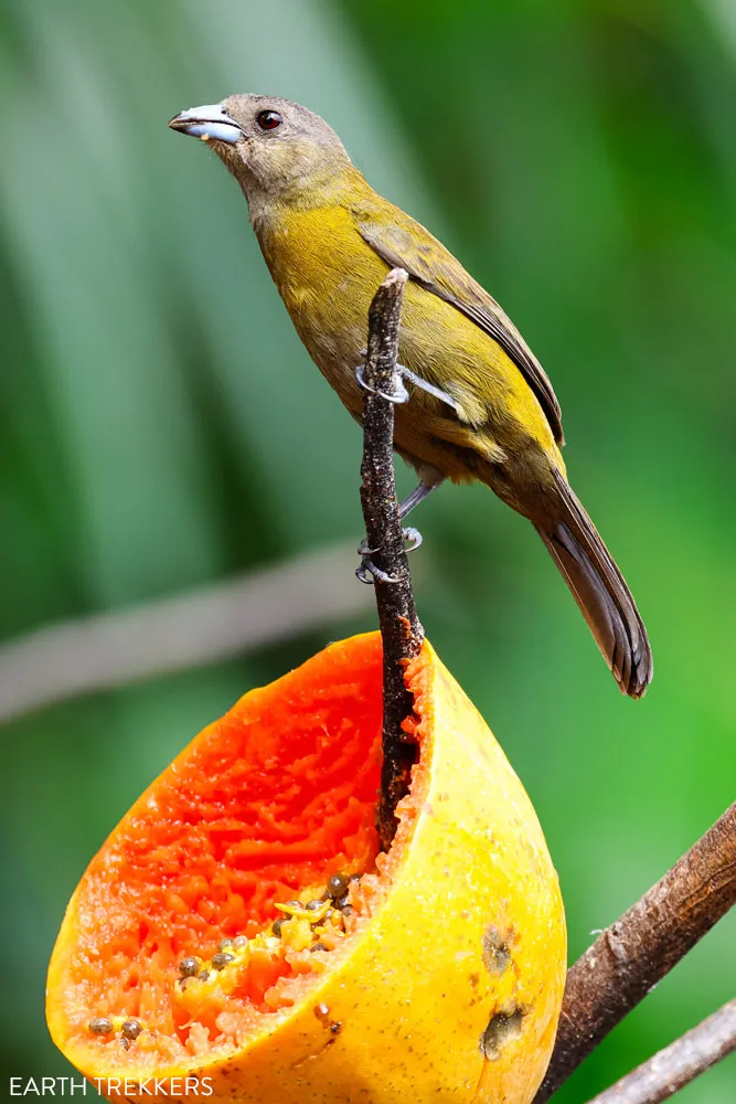 Tropical Bird La Fortuna