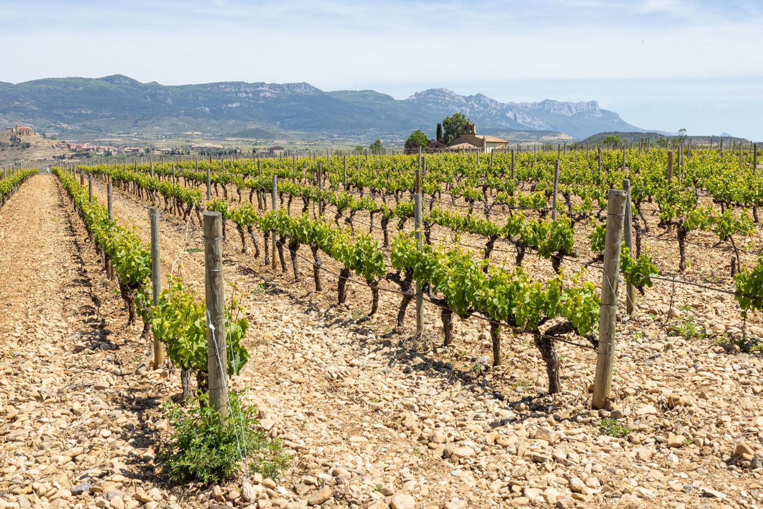 Vines in Rioja