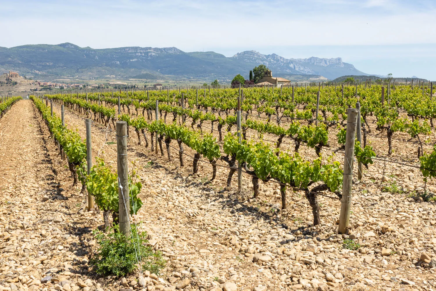 Vines in Rioja