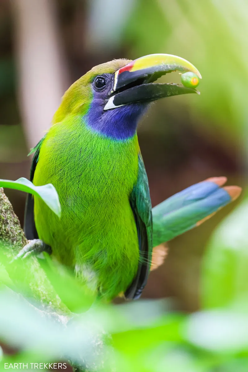 Emerald Toucanet