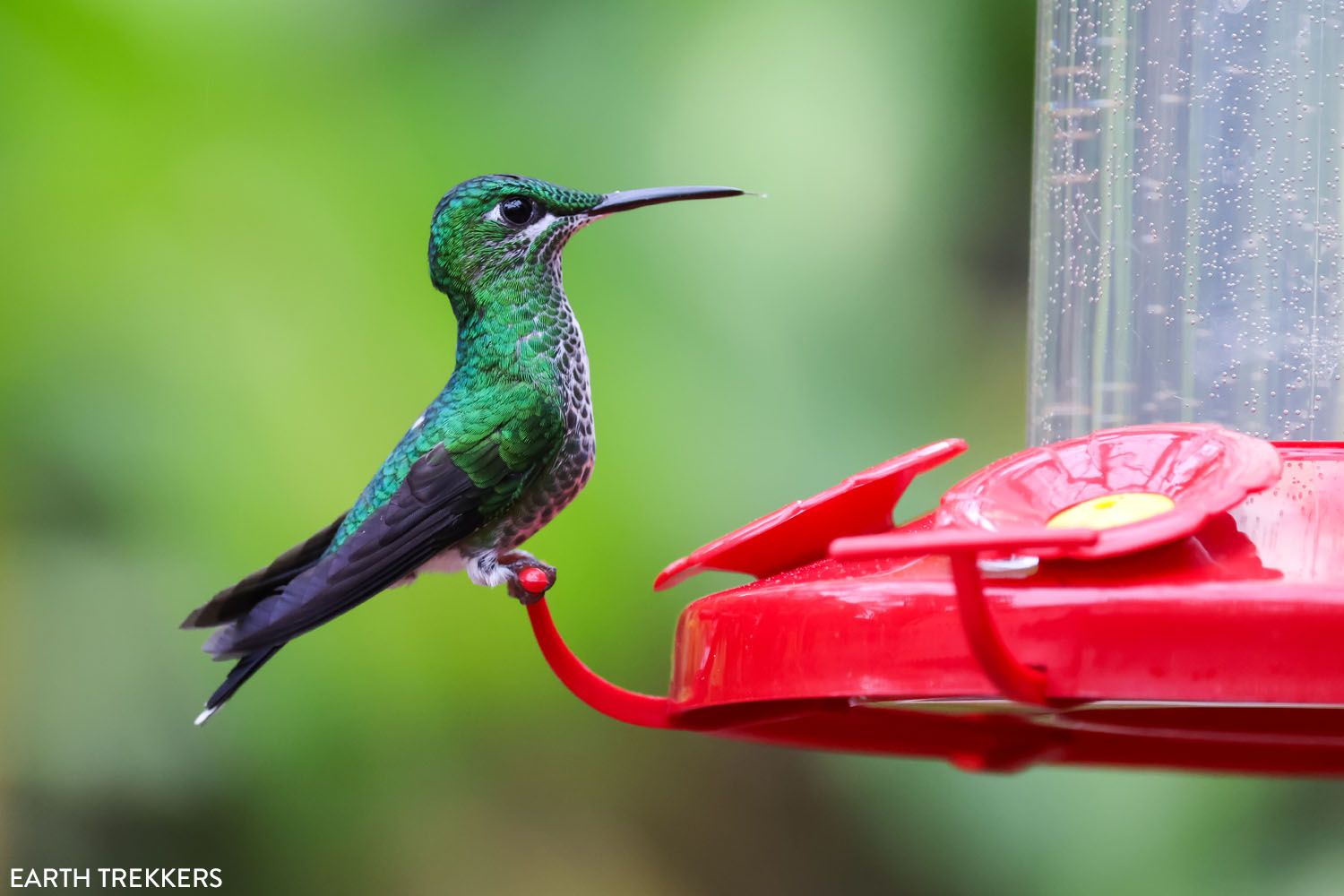 Hummingbird Costa Rica