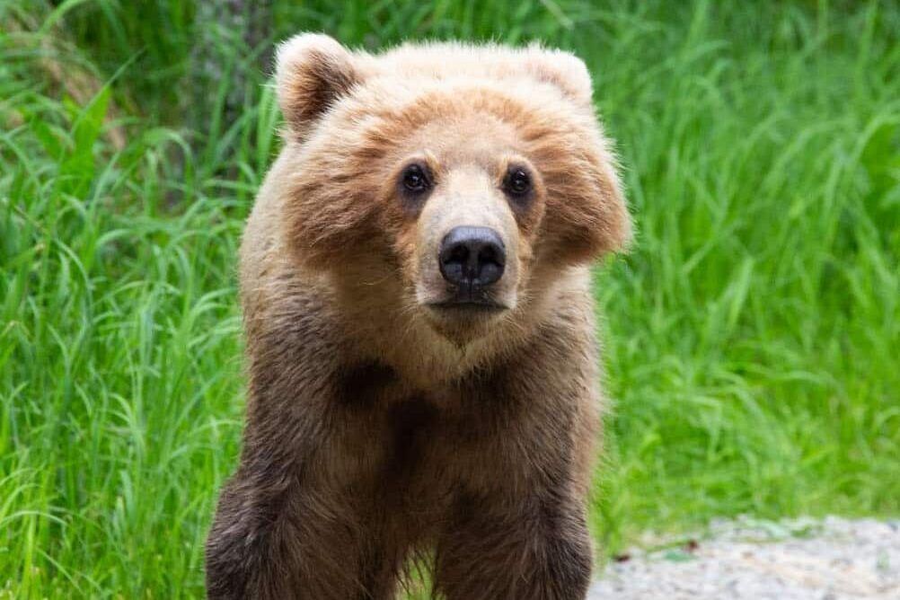 Katmai Bear Cub