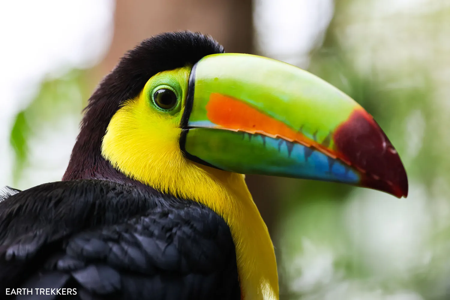 Keel Billed Toucan