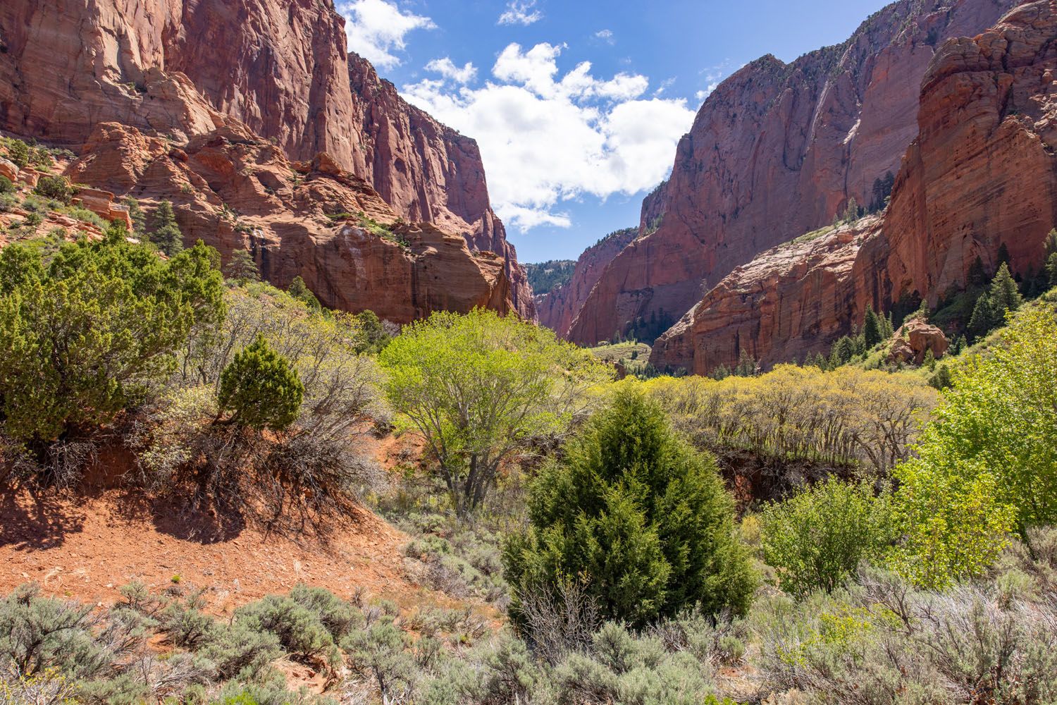 South Fork Taylor Creek Trail