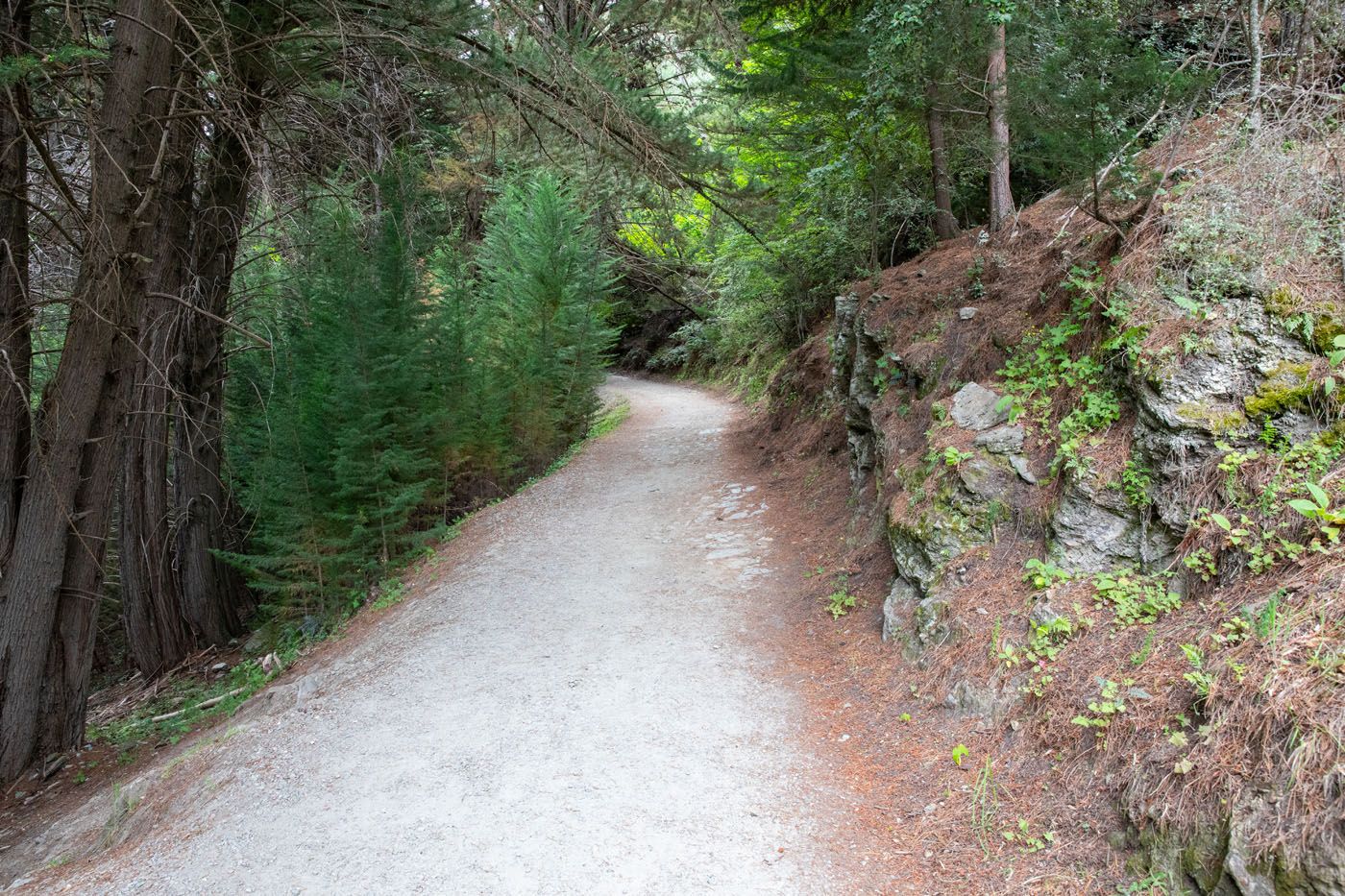 Trail through Forest