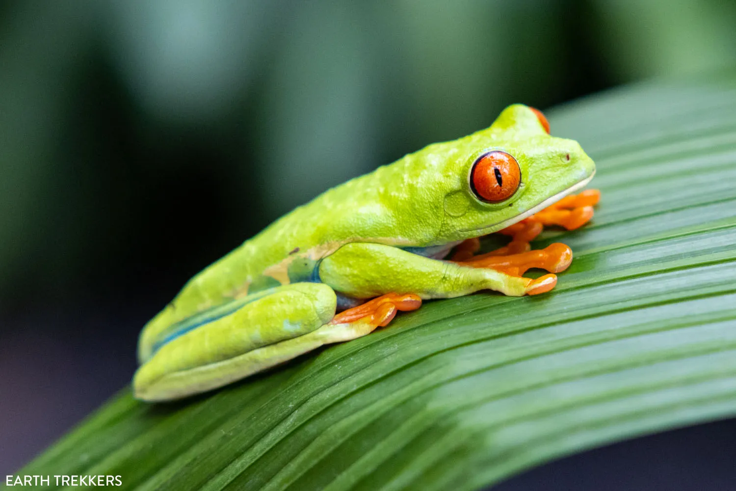 Tree Frog Costa Rica