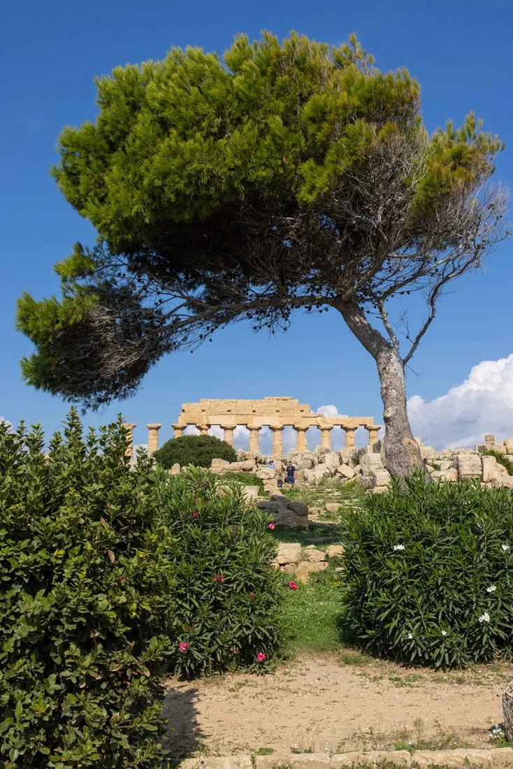 Selinunte Acropolis with Tree