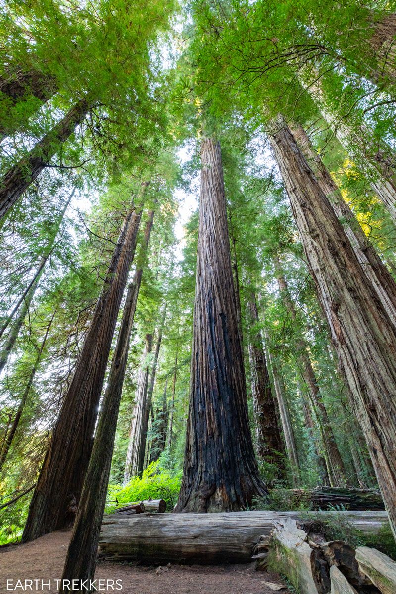 Jedediah Smith State Park Photo