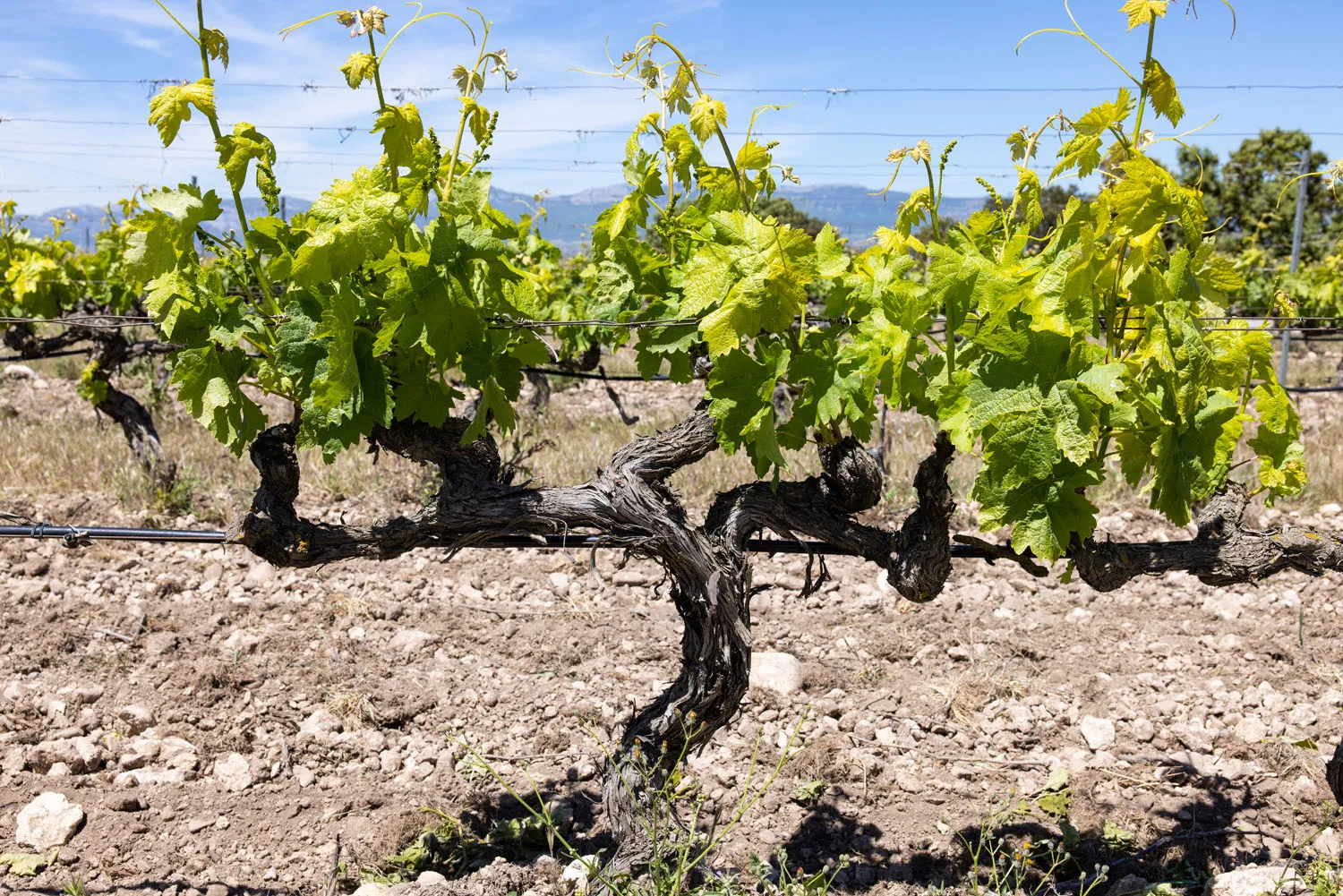 Rioja Vine in May