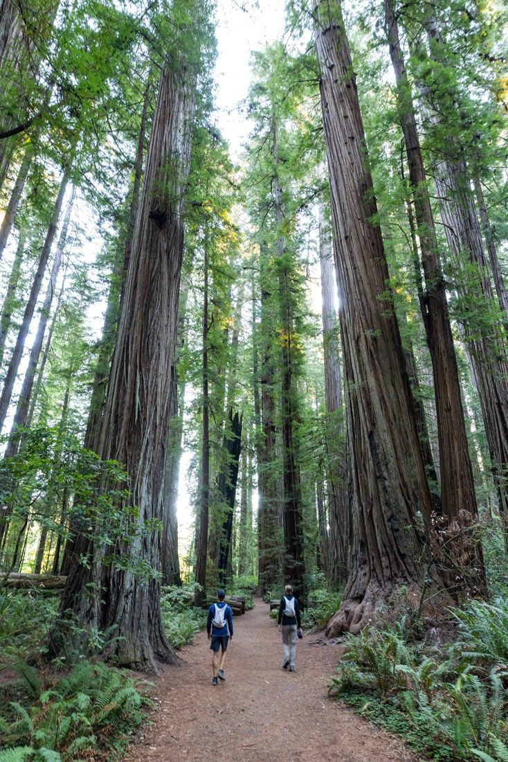 Stout Grove Trail Redwood