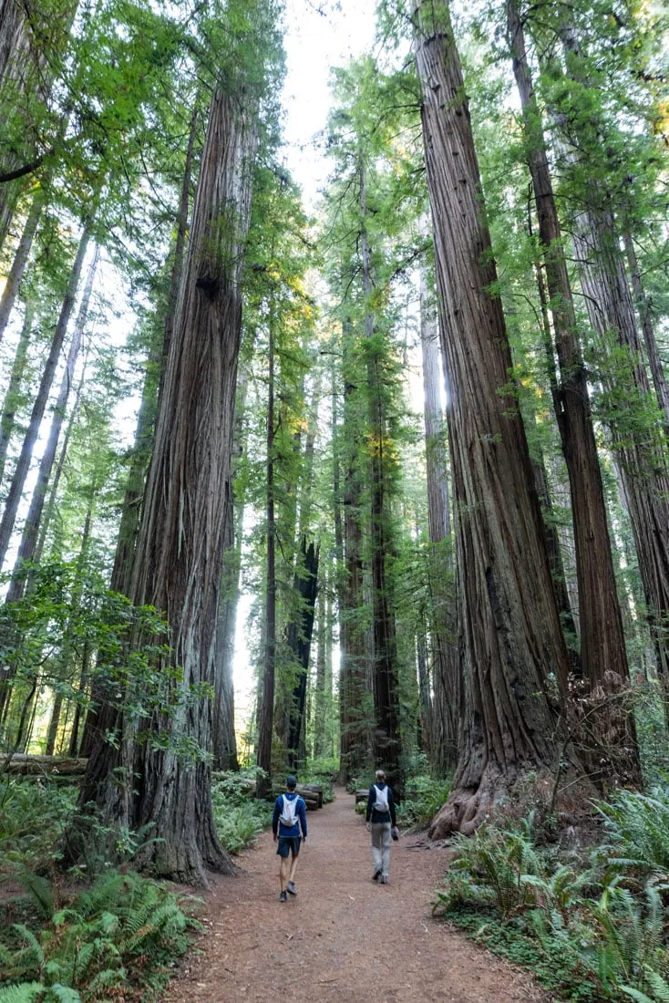 Stout Grove Trail Redwood