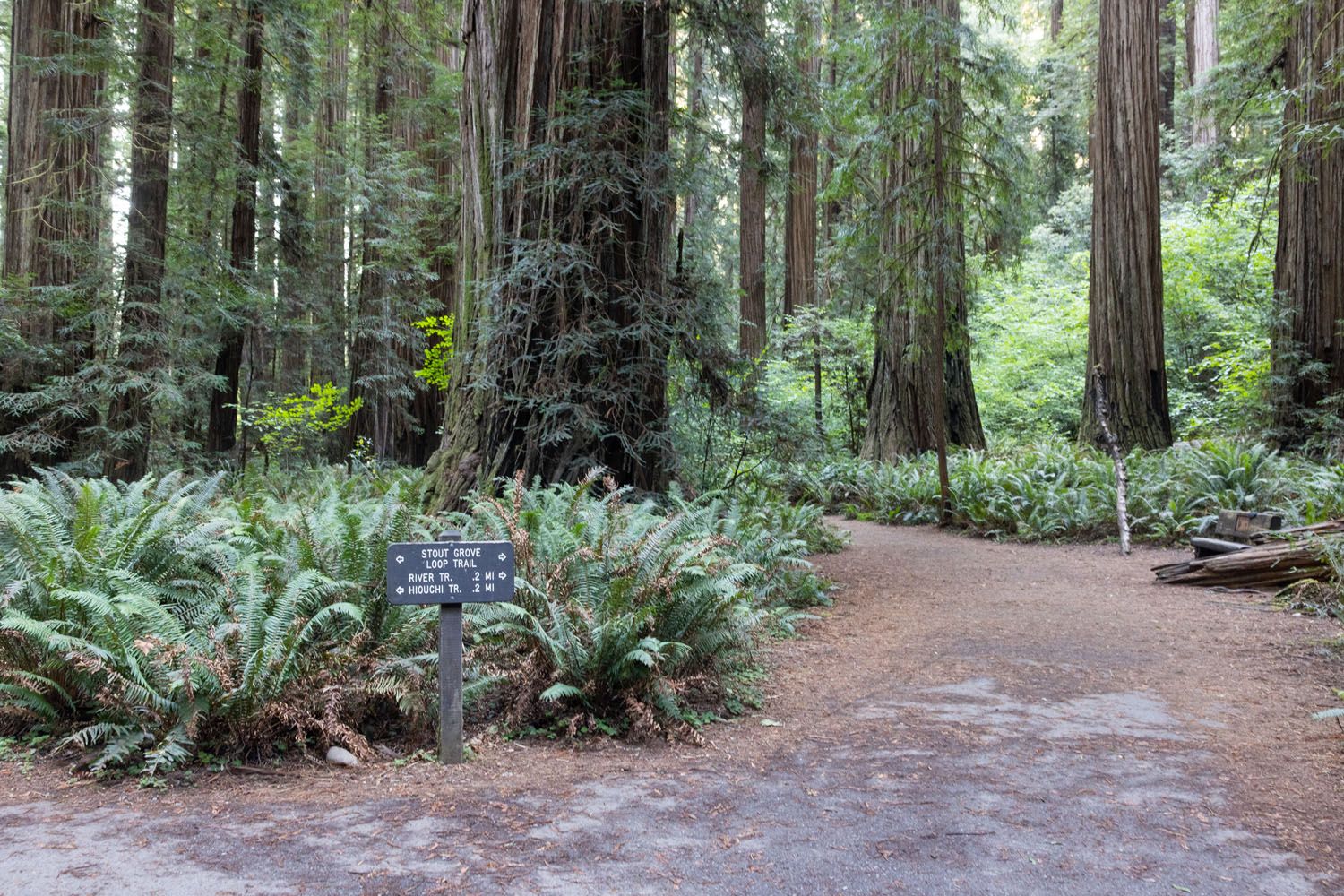Stout Memorial Grove Trail Loop