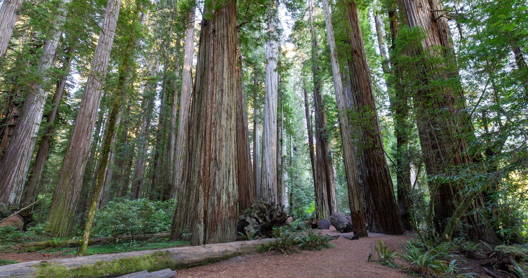 Stout Memorial Grove