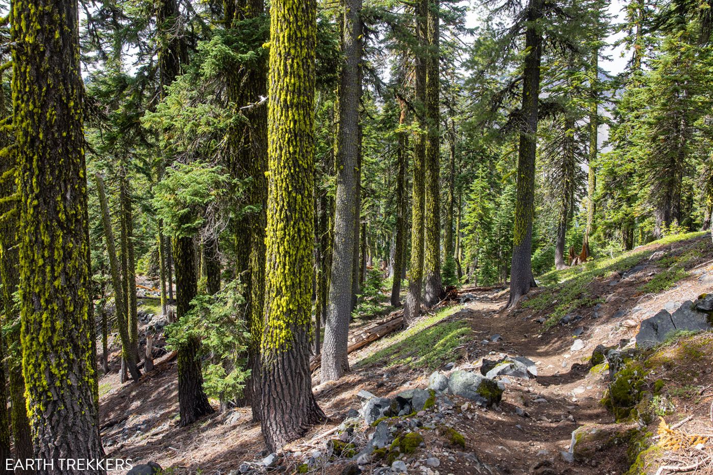 Trees on Wizard Island