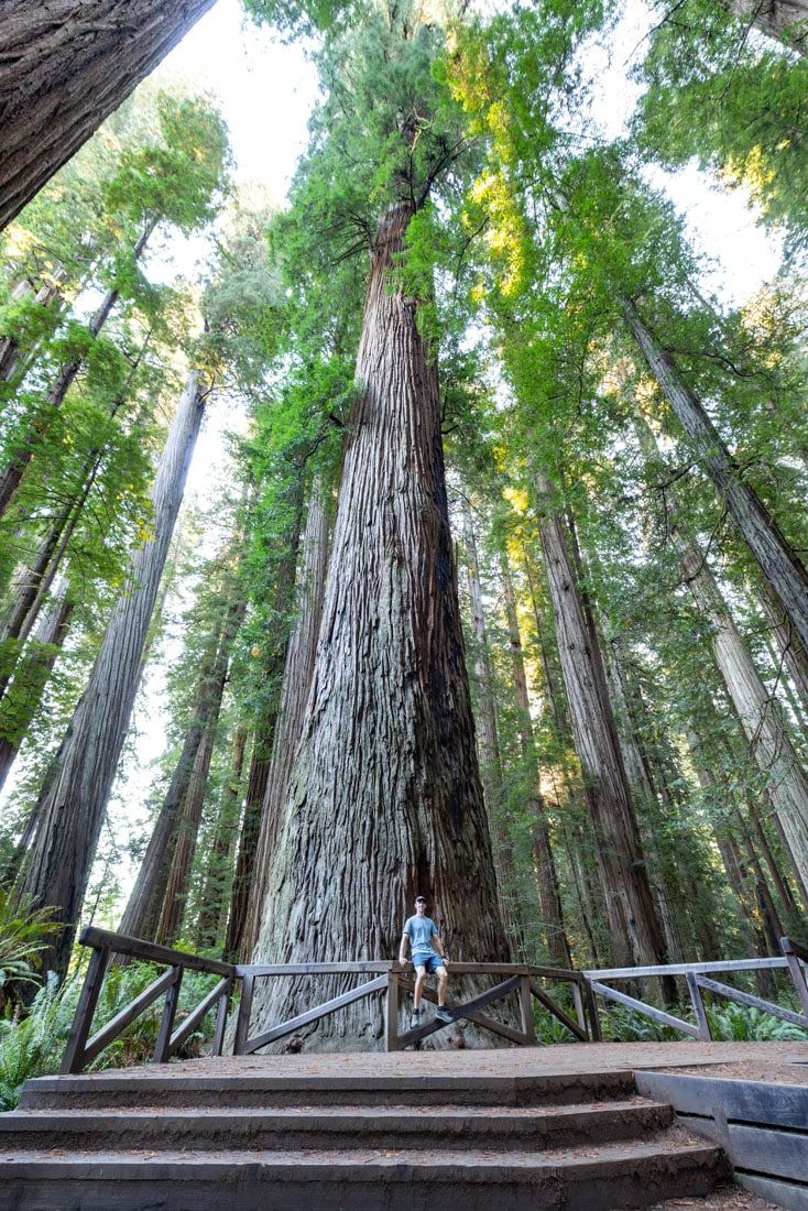 Tyler in Redwood National Park