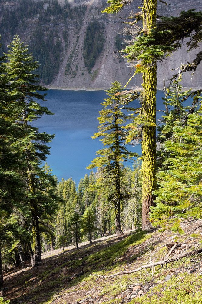 Wizard Island Green Trees