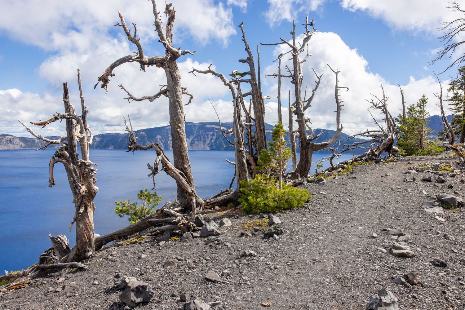 Wizard Island Skeleton Trees