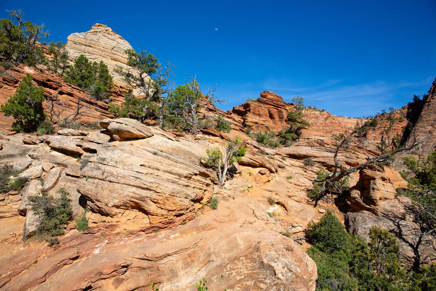 Zion Canyon Overlook