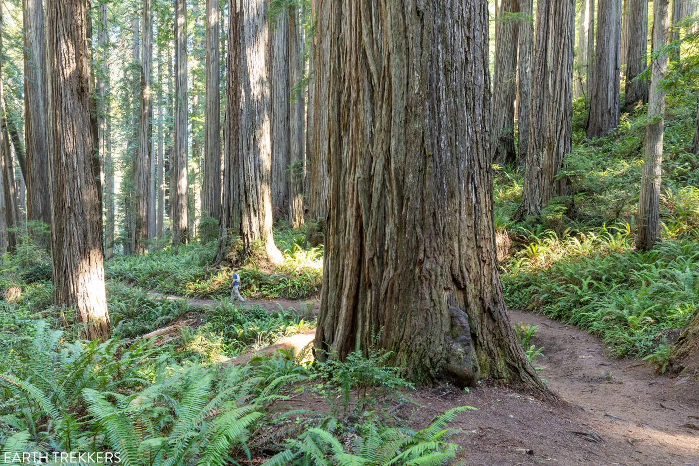 Boy Scout Tree Trail Redwoods