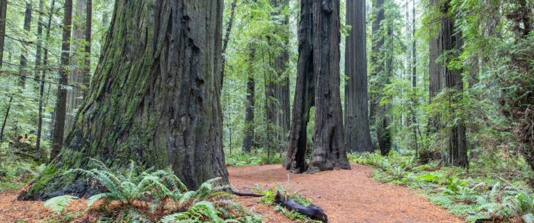 Redwood National Park