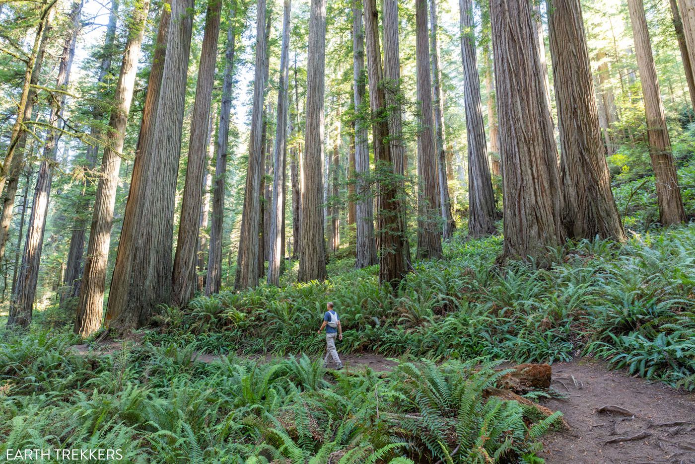Redwoods State Park Hike
