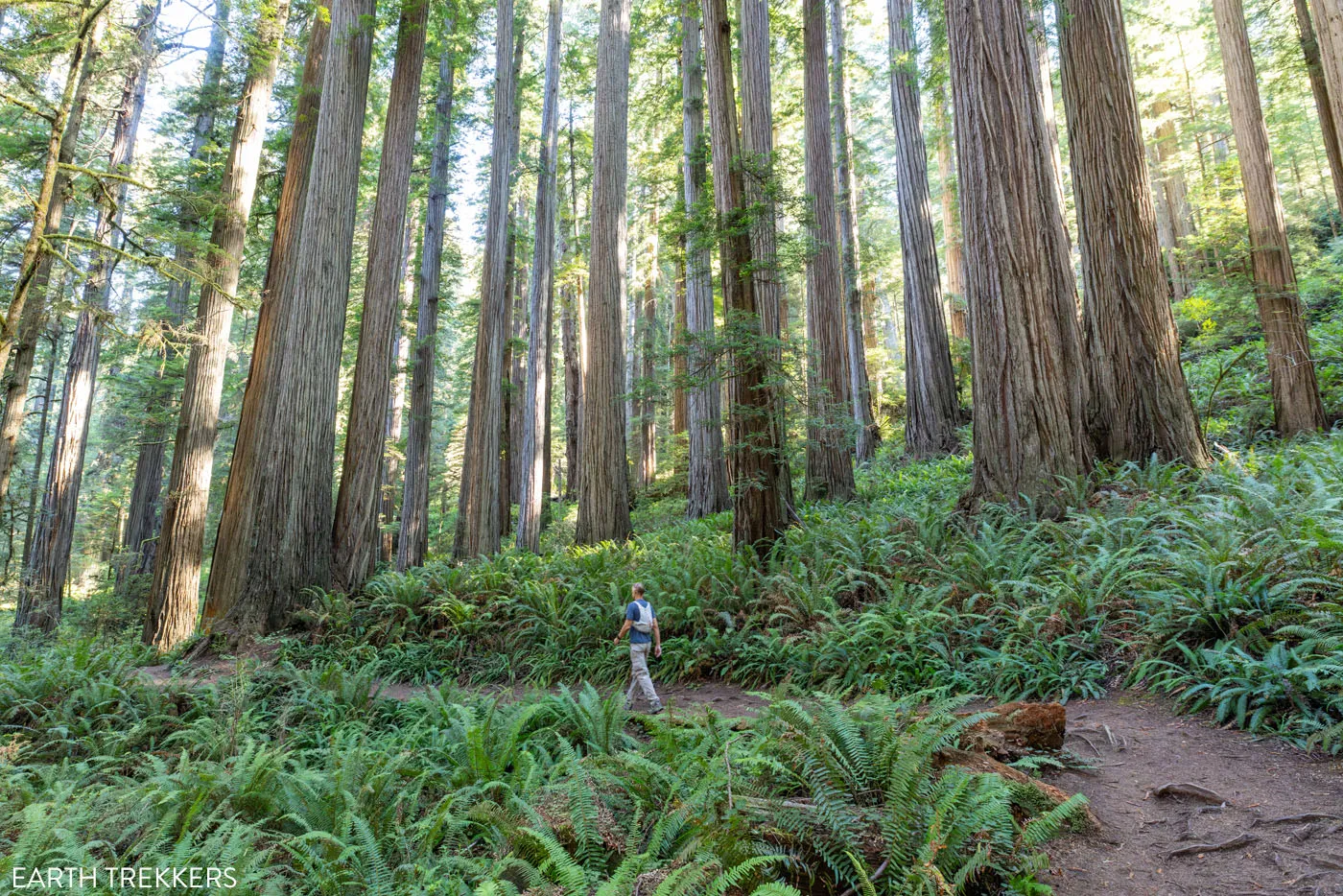 Redwoods State Park Hike