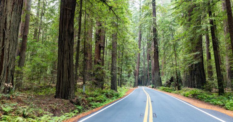 Avenue of the Giants California
