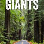 Best things to do along the Avenue of the Giants, California. How to add it on to your trip to Redwood National and State Parks.