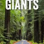 Best things to do along the Avenue of the Giants, California. How to add it on to your trip to Redwood National and State Parks.