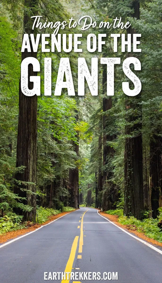 Best things to do along the Avenue of the Giants, California. How to add it on to your trip to Redwood National and State Parks.