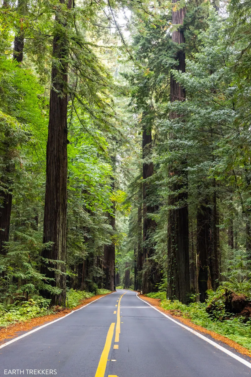 Avenue of the Giants Photo