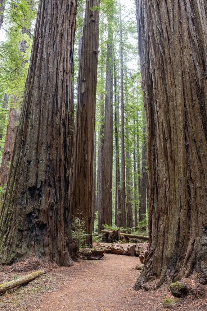 Big Trees Avenue of the Giants