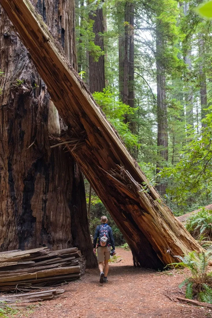 Big Trees Day Use Area