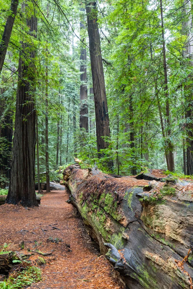 Fallen Tree Avenue of the Giants