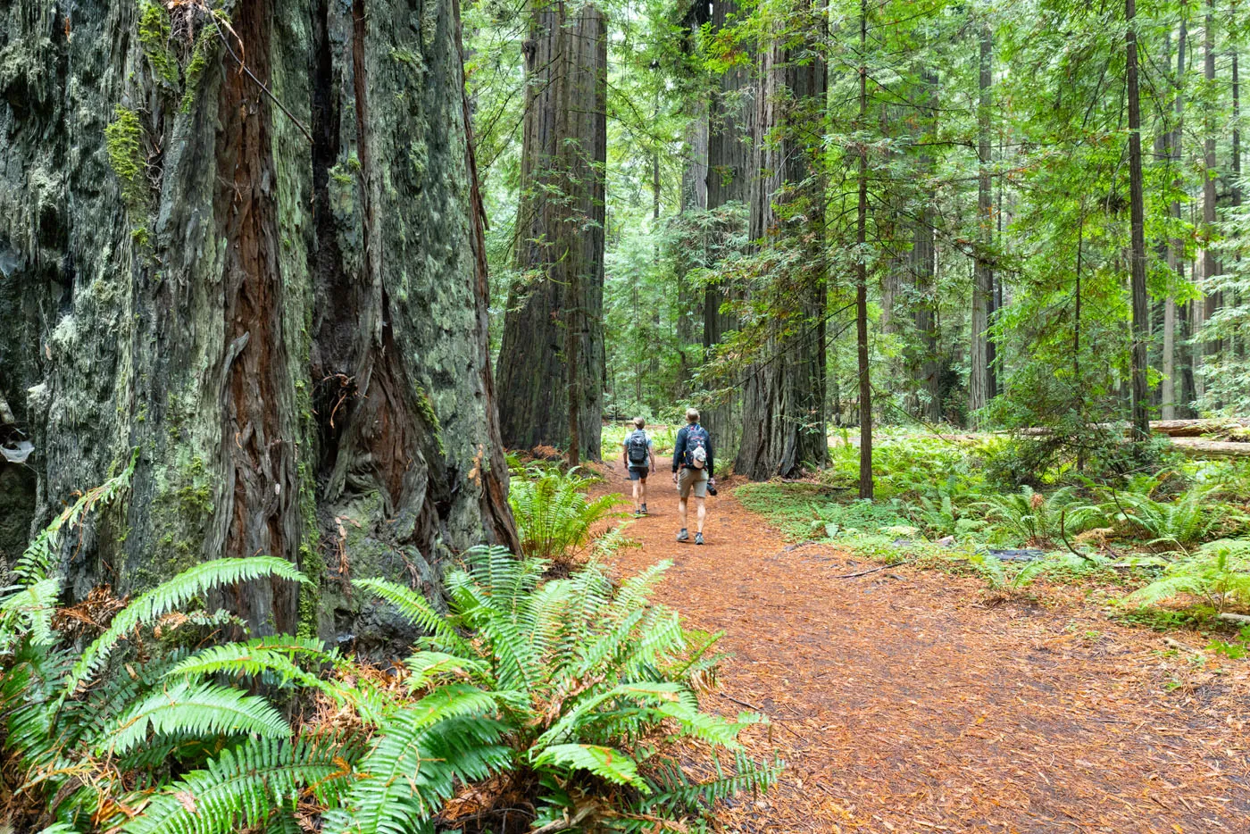 Founders Grove California