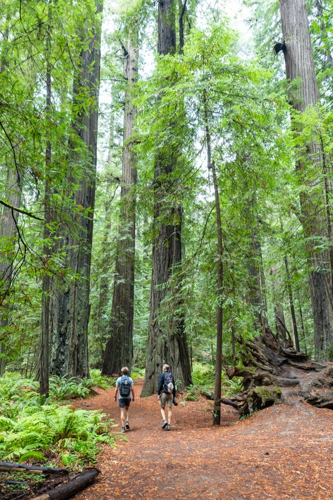 Founders Grove Photo