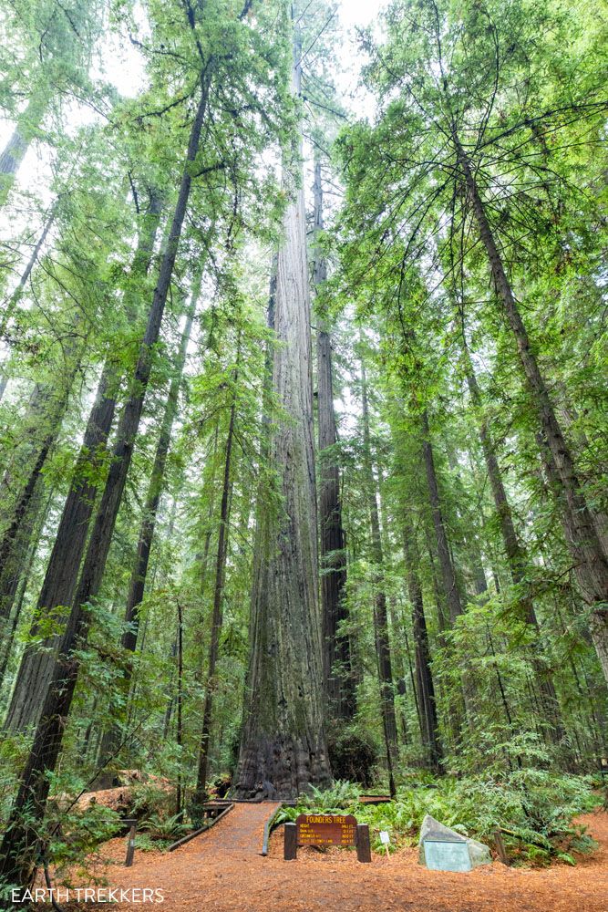 Founders Tree Avenue of the Giants