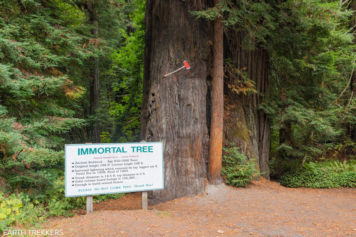 Immortal Tree California
