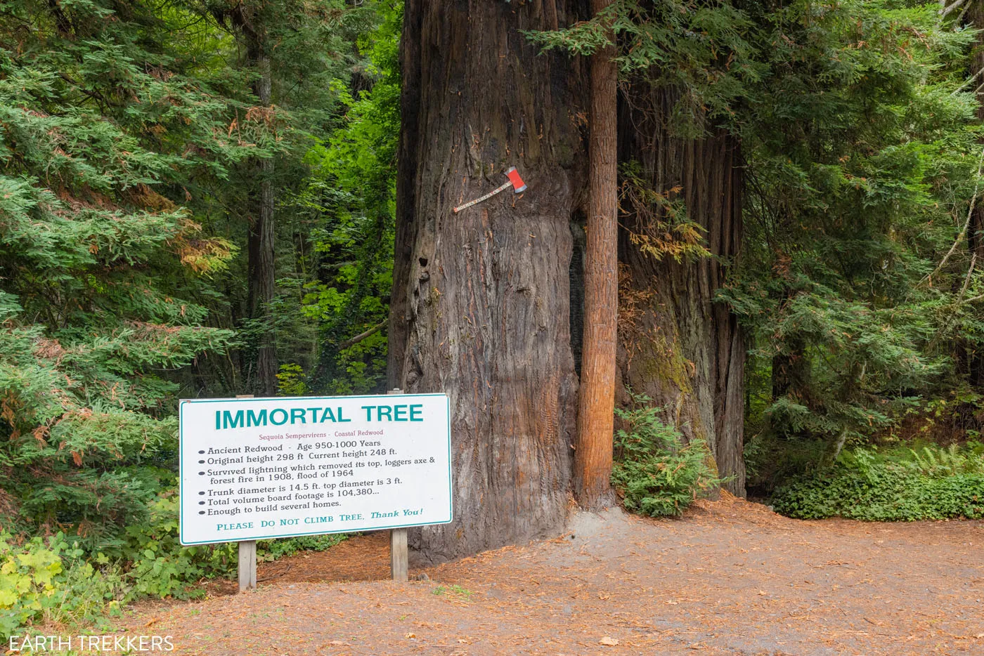Immortal Tree California