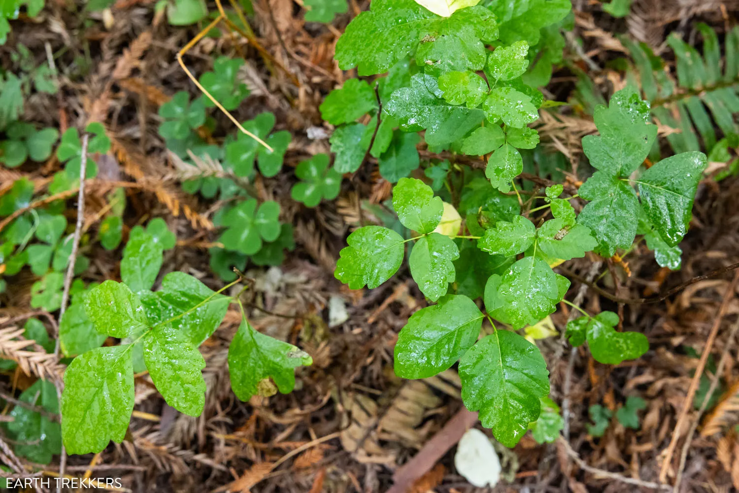 Poison Oak