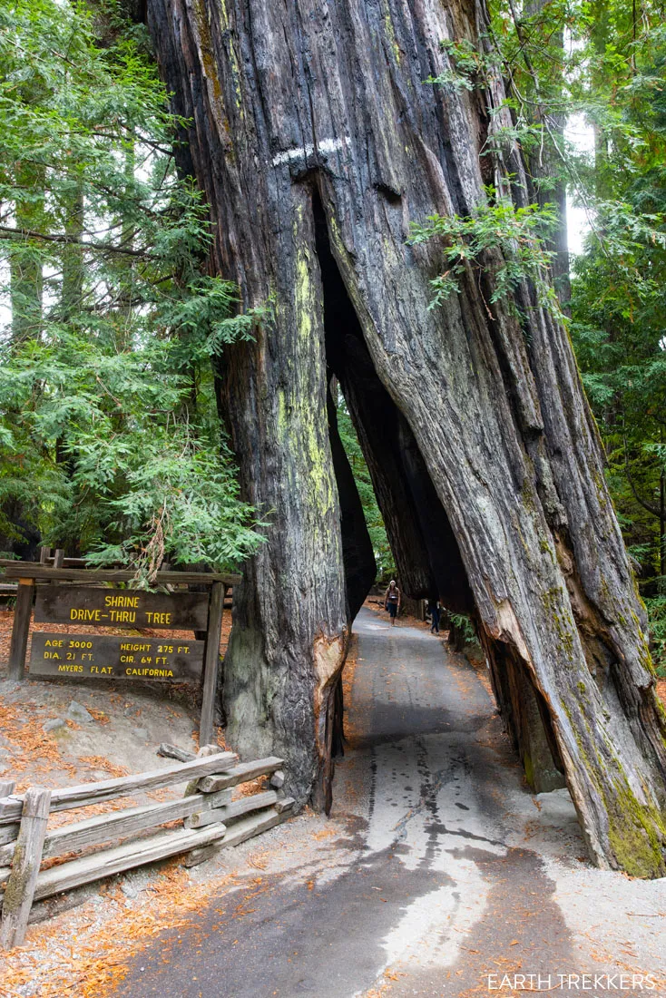 Shrine Tree Avenue of the Giants
