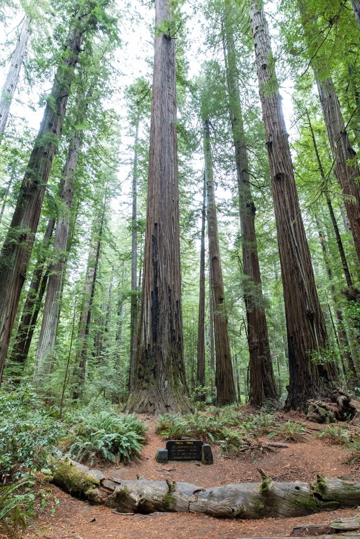 Tall Tree Avenue of the Giants