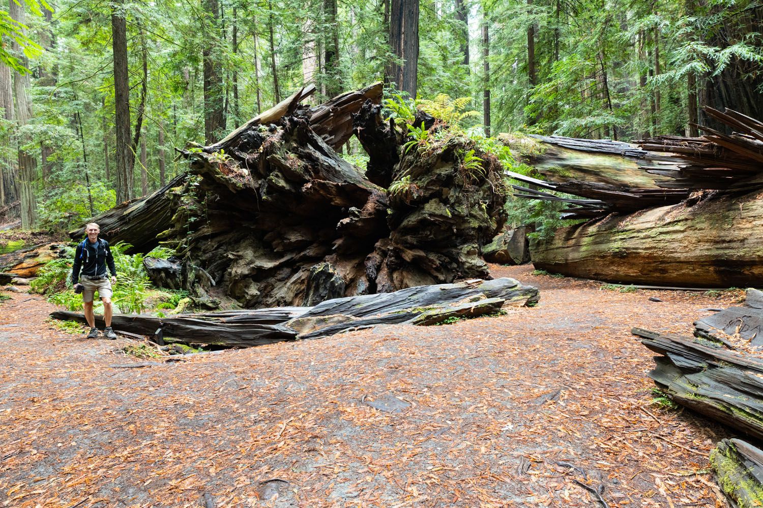 Tim in Avenue of the Giants