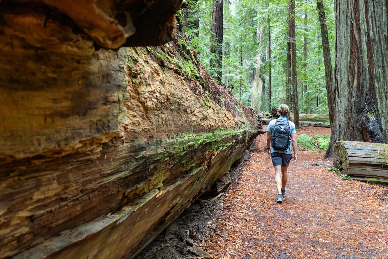 Tyler Next to Big Tree