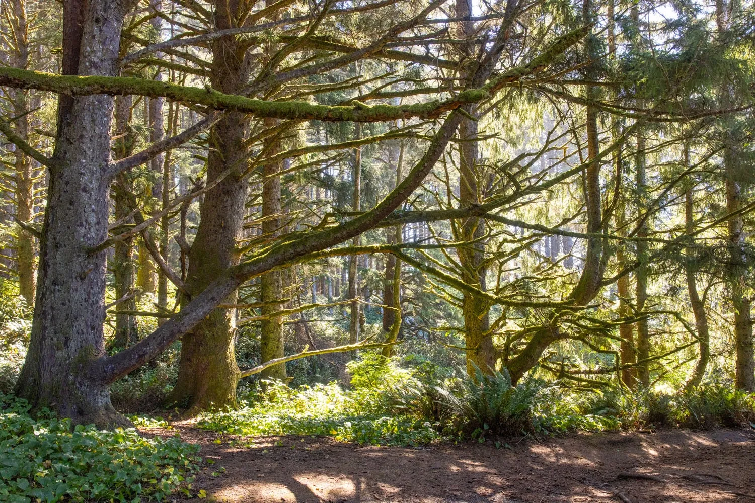 Cool Trees on the Trail