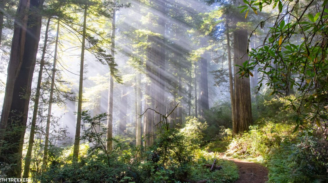 Damnation Creek Trail Photo